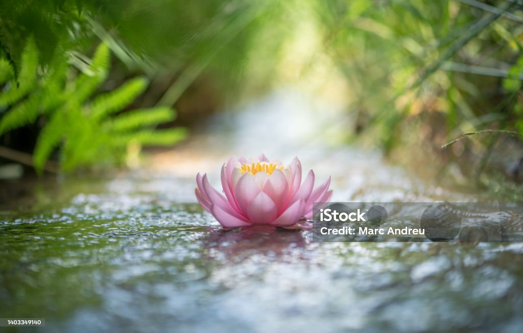 Pink Lotus Flower Or Water Lily Pink Lotus Flower Or Water Lily Floating On The Water Zen-like Stock Photo