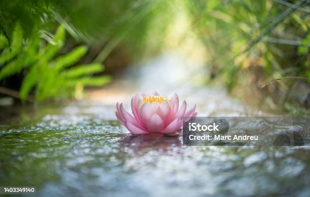 Pink Lotus Flower Or Water Lily Stock Photo - Download Image Now - Zen-like, Buddhism, Tranquility