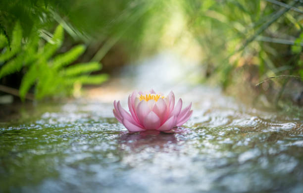 розовый цветок лотоса или водяная лилия - lotus water lily water flower стоковые фото и изображения