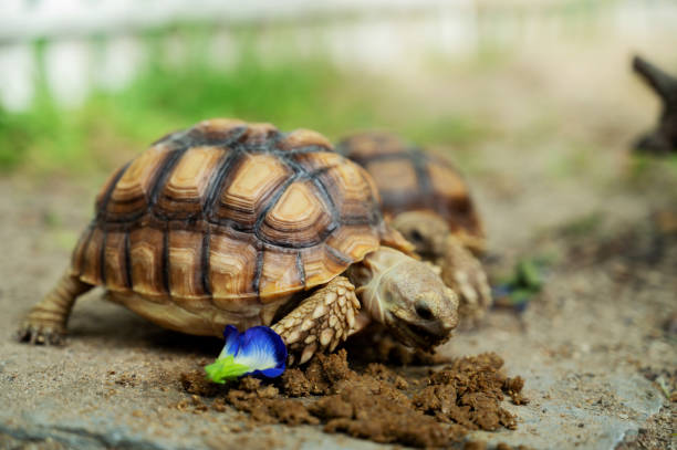 istock Sucata tortoise on the ground 1403350176