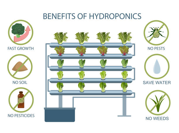 The benefits of hydroponics. infographic of the benefit of hydroponic growing vegetables. weeding stock illustrations