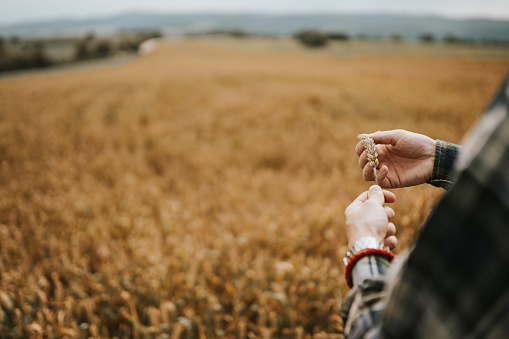 Farmer's hands holding wheat grains
