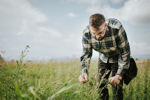 men collecting medicinal herbs