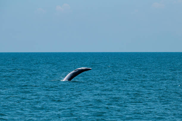 istock bruda whale swimming in the sea 1403351255
