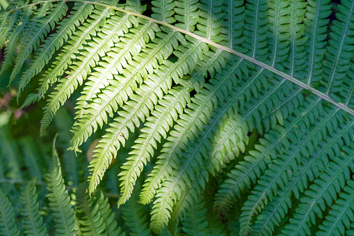 Photo Picture of Leaf Background Texture Pattern