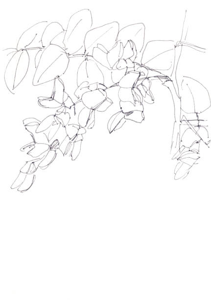 цветущая робиния псевдоакация, или черная саранча, ботанический эскиз, черно-белый рисунок, копирование пространства. - locust tree black robinia stock illustrations