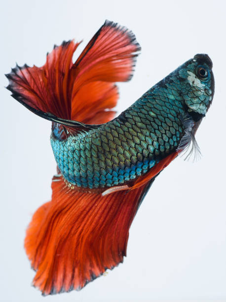 halfmoon betta fish, siamese fighting fish, betta splendens Halfmoon betta fish, siamese fighting fish, Capture moving of fish, abstract background of fish tail white halfmoon betta splendens fish stock pictures, royalty-free photos & images