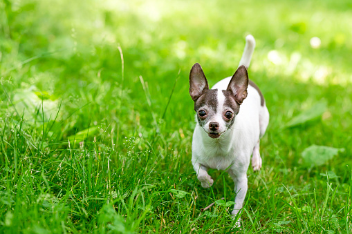 A nine year-old Chihuahua romps in the grass in a shaded area on a spring morning.
