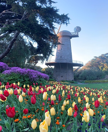 Queen Wilhelmina Tulip Garden - San Francisco, California.