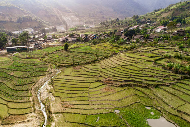 Rice Terrace Agriculture stock photo