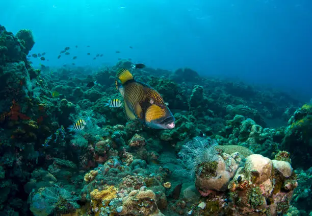 Titan Triggerfish - Balistoides viridescens. Underwater world of Tulamben, Bali, Indonesia.