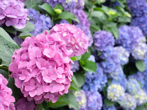 istock A row of colorful hydrangeas 1403356205