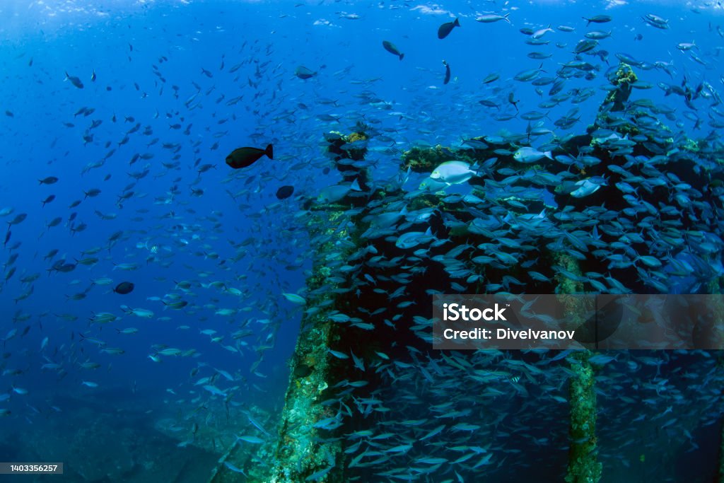 Famous destination Liberty ship wreck at Tulamben area. Underwater world of Bali, Indonesia. Artificial Reef Stock Photo