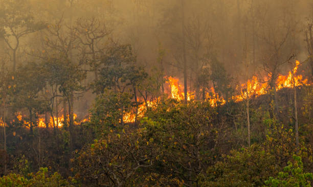 istock Wildfire disaster in tropical forest caused by human 1403360610
