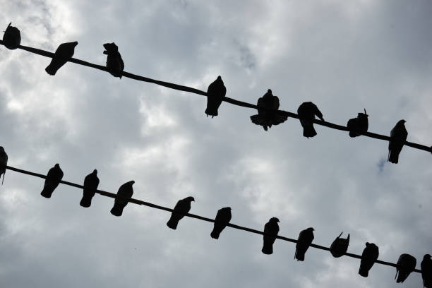 istock Pigeons crammed on the cables 1403361371