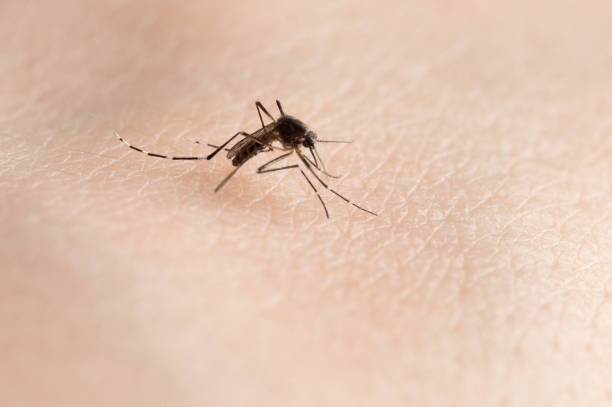 transporter le moustique du virus de la dengue - mosquito malaria parasite biting insect photos et images de collection