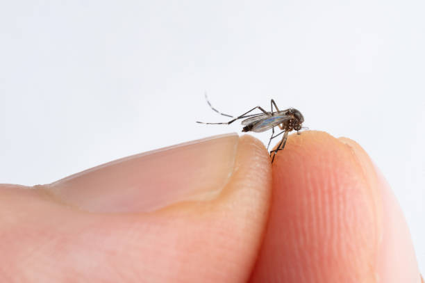 moustique dans les doigts humains - mosquito malaria parasite biting insect photos et images de collection