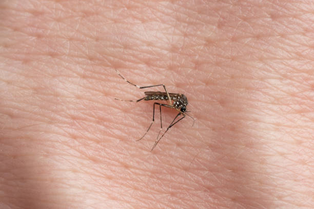 un moustique mort - mosquito malaria parasite biting insect photos et images de collection