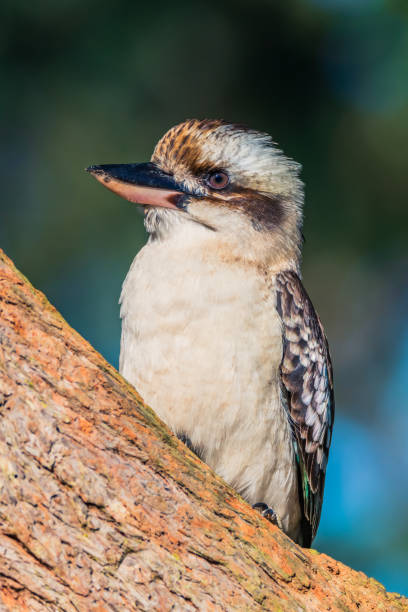 istock Laughing Kookaburra on a gum tree branch 1403362262