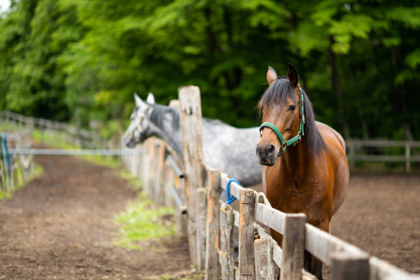 chevaux debout dans un enclos - paddock photos et images de collection