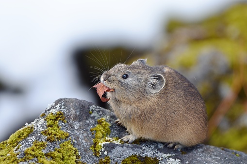 A pika on the rock eats an red leaf .