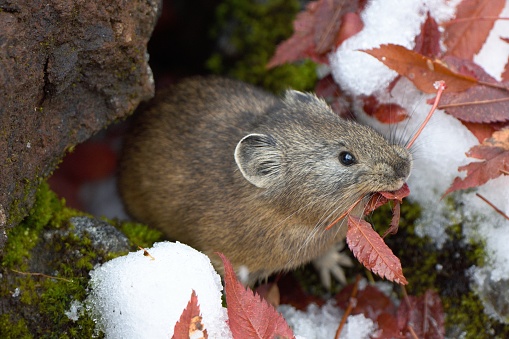 A pika collects red leaves for spending winter.