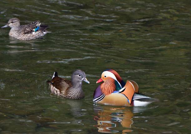 istock A couple of Mandarin duck facing each other 1403366745