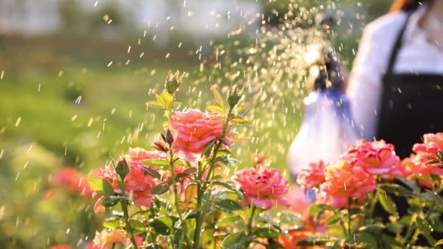 Watering garden flowers with sprinkler