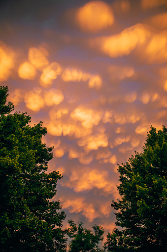 The beautiful sky filled with mammatus clouds between trees.