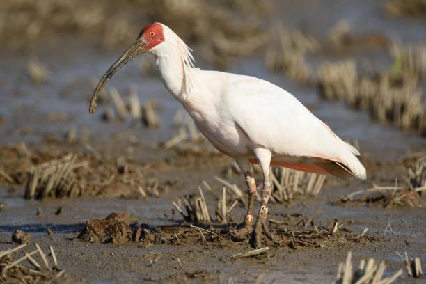 Japanese crested ibis standing on the rice field A Japanese crested ibis stands on the rice field Sado stock pictures, royalty-free photos & images