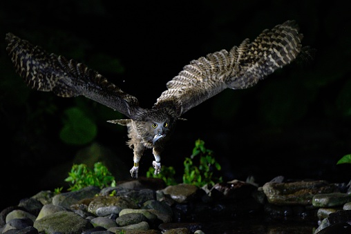 A Blakiston's fish owl caught a fish and flies to the nest.