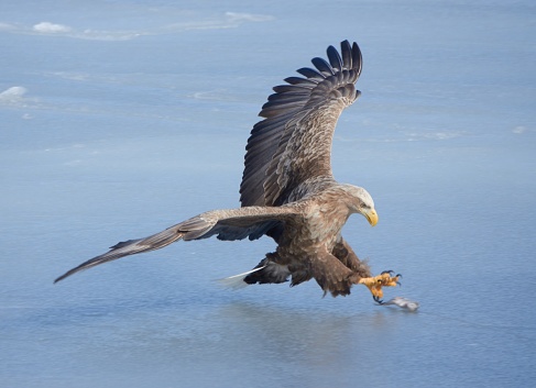 A white-tailed eagle catches a fish on the  flowing ice.