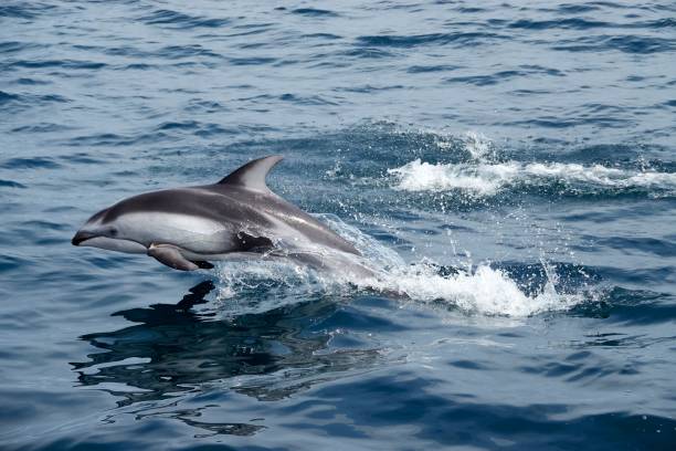istock Jump of Pacific White-sided Dolphin 1403367645