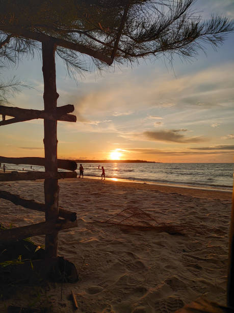 istock Beautiful sunset with pine branches at the beach 1403367662