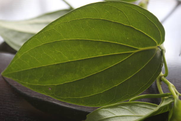 istock close-up of betel leaf on a black background 1403367700
