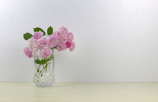Pink rosa chinensis in glass vase on white background, interior ornamental bouquet with copy space