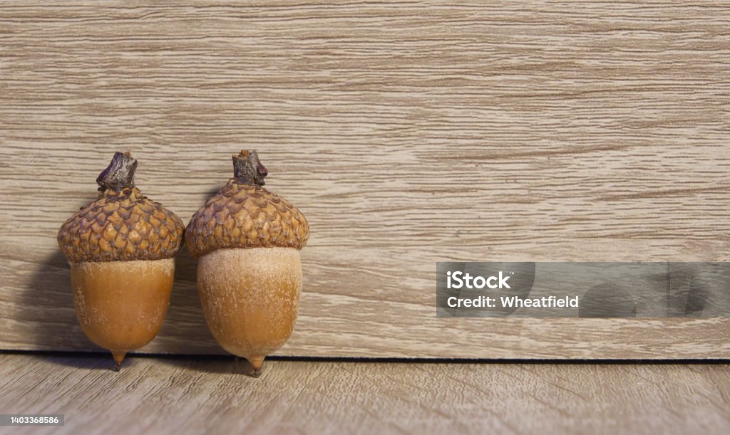 Two ripe acorns standing on wooden background, the nut of the oaks with Two ripe acorns standing on wooden background, the nut of the oaks with copy space Acorn Stock Photo