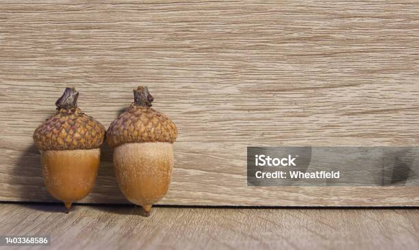 Two Ripe Acorns Standing On Wooden Background The Nut Of The Oaks With Stock Photo - Download Image Now