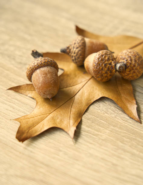 four ripe acorns on a yellow oak leaf, wooden background, vertical picture - oak leaf oak tree acorn season imagens e fotografias de stock