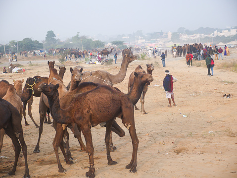 Buraydah, Saudi Arabia, 4th August 2023: soudi men at a camel market