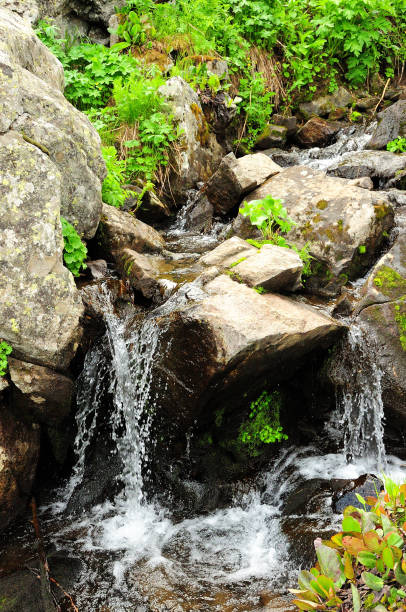 istock A small mountain river flows like a stormy waterfall in the morning forest. 1403368887