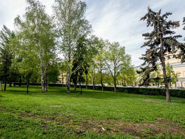 istock fresh greenery in spring in the city square 1403373485