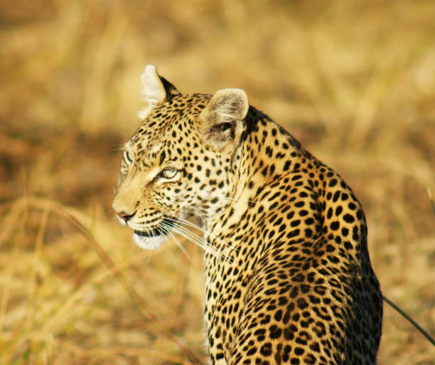 Creative Wildlife pictures of Khwai, Botswana