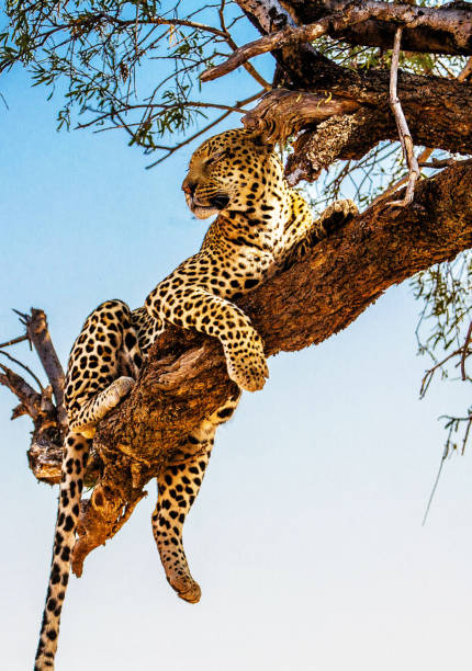 Creative Wildlife pictures of Khwai, Botswana