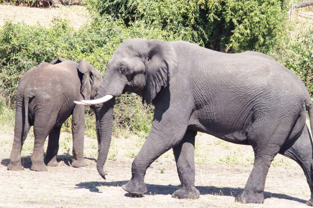 Creative Wildlife pictures of Khwai, Botswana