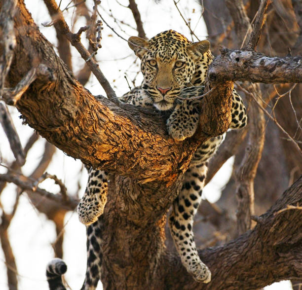 Creative Wildlife pictures of Khwai, Botswana