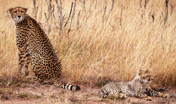 Creative Wildlife pictures of Khwai, Botswana