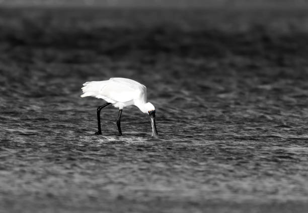 istock Beautiful royal or black-billed spoonbill wading and feeding 1403377590