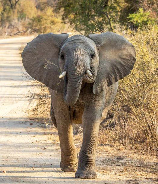 Creative Wildlife pictures of Khwai, Botswana