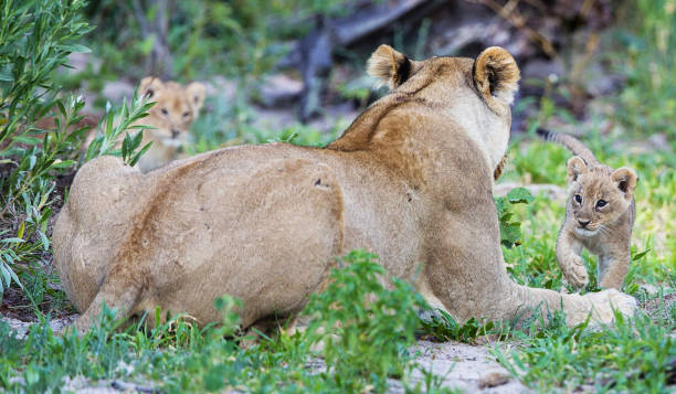 Creative Wildlife pictures of Khwai, Botswana